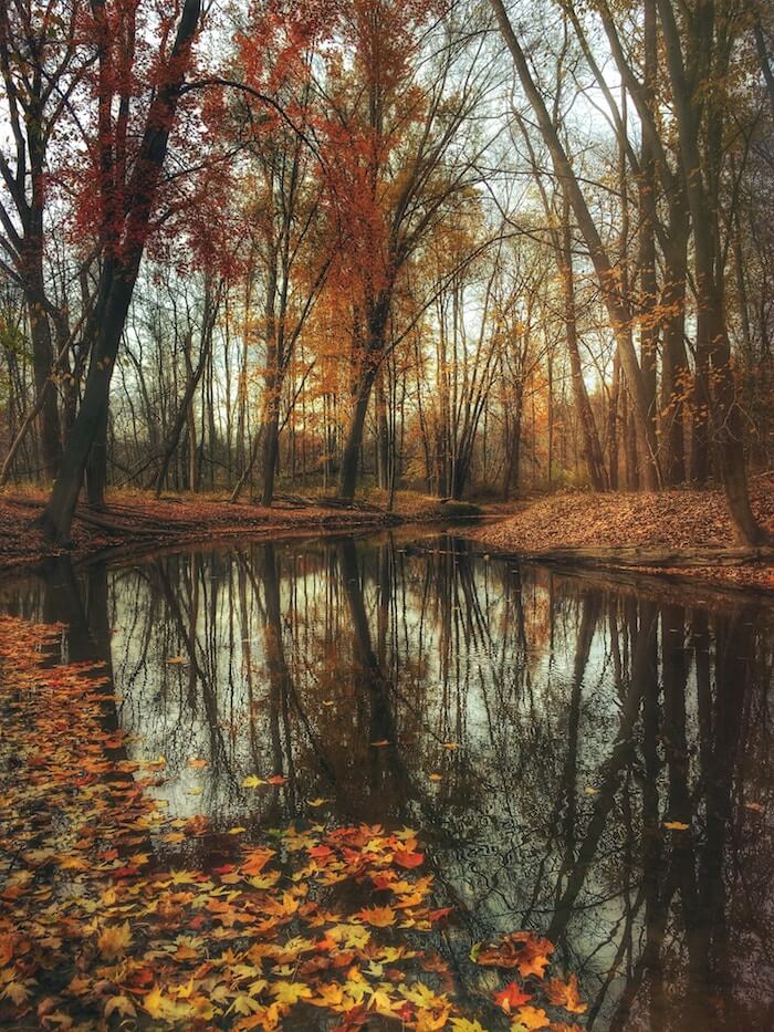 reflections of forest altering reality