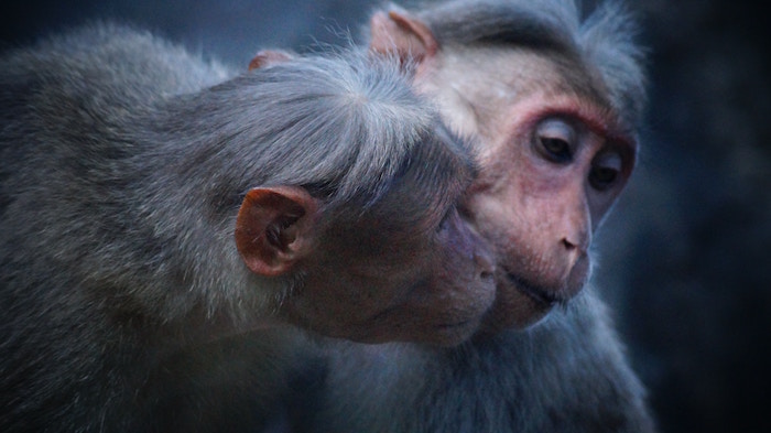 a female monkey woeing a male monkey used for women approach men article feature image