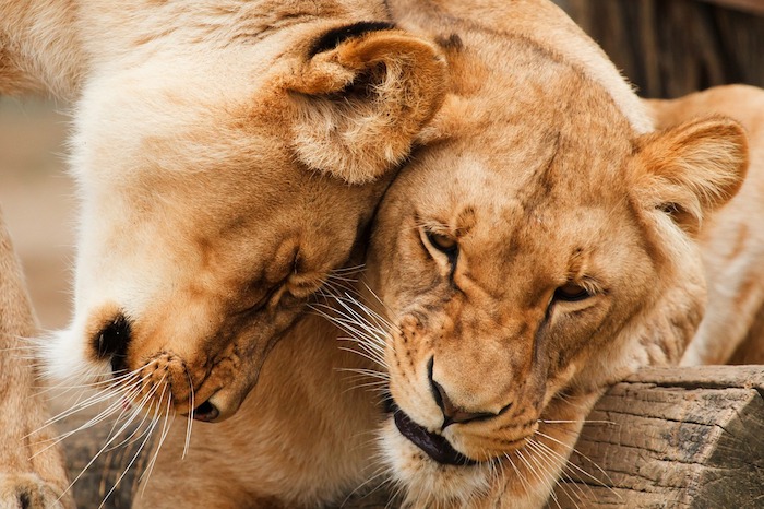 a lioness cajoling a lion