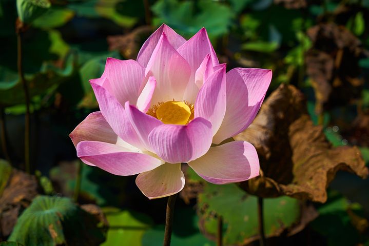 a colorful lotus shown to emphasize meaning of life in mundane