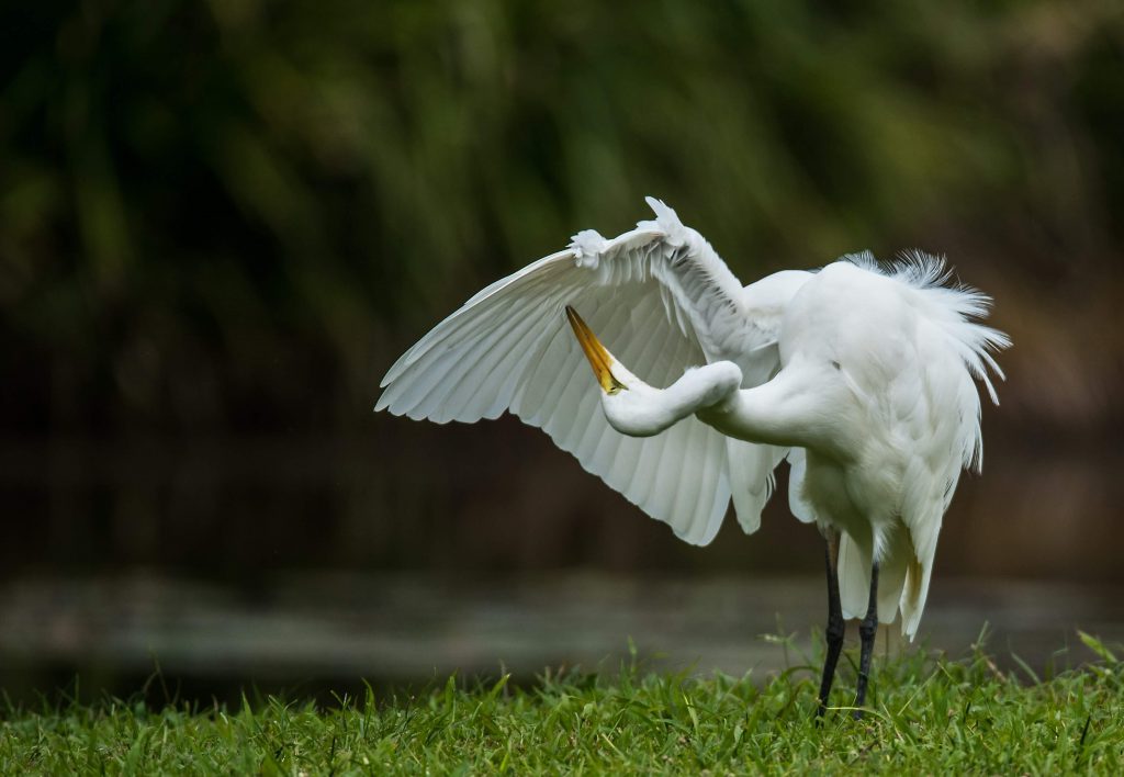 david-clode-650975-unsplash a bird preening herself with utmost mindfulness.jpg (1).jpeg