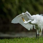 david-clode-650975-unsplash a bird preening herself with utmost mindfulness.jpg (1).jpeg