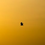 a single bird flying with focus