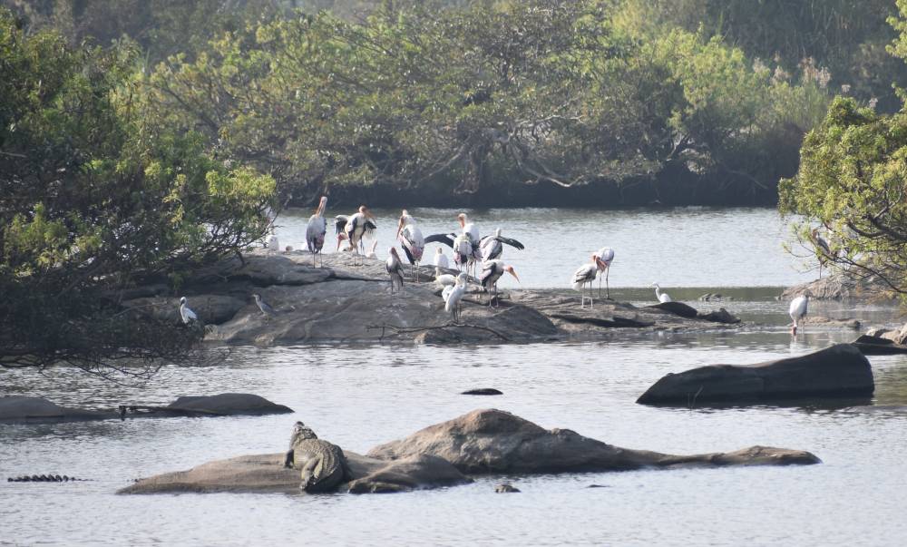 ranganathittu wildlife sanctuary karnataka mysore kaveri river south india