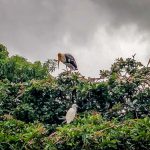 ranganathittu bird sanctuary