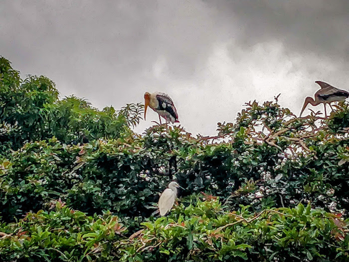 Ranganathittu Bird Sanctuary, Karnataka – A Day in the Winged Paradise