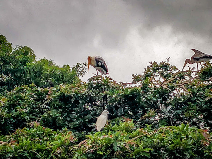 ranganathittu bird sanctuary