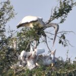 the mama pelican has come to feed this Tickell's Blue Flycatcher does look lonely on a dry branch in ranganathittu bird sanctuary near mysore karnataka south india (1)