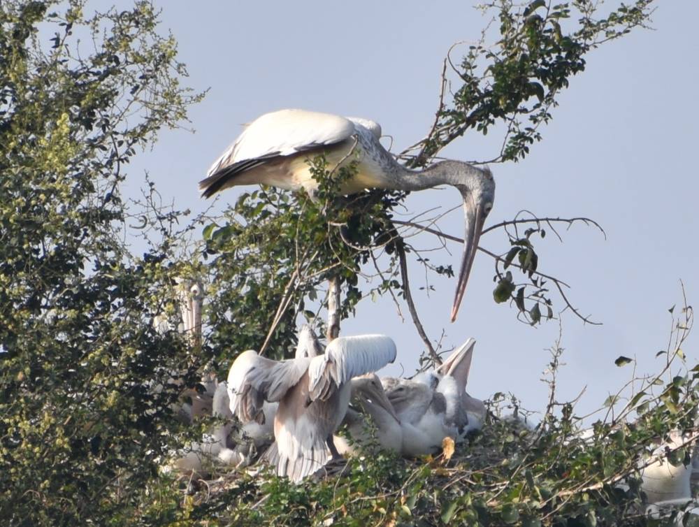 the mama pelican has come to feed this Tickell's Blue Flycatcher does look lonely on a dry branch in ranganathittu bird sanctuary near mysore karnataka south india (1)