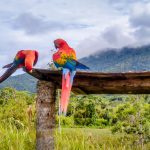 parrots in amazon forest peru.jpeg