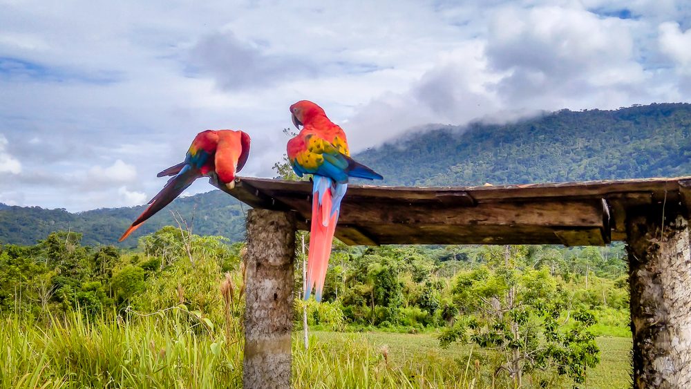 parrots in amazon forest peru.jpeg