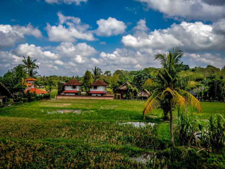 bali landscape paddy fields southeast asia