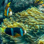 fishes in the ocean near bali