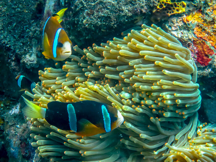 fishes in the ocean near bali