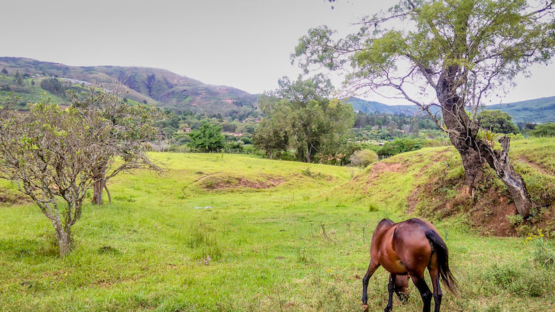 horse+grazing+village+samaipata+bolivia