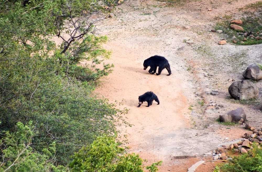 indian+slothbear+hampi+karnataka