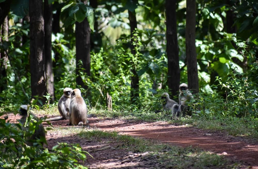 langurs+dandeli+jungle+camp+jungle+dandeli+wildlife+snactuary.jpeg