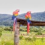 parrots as life partners