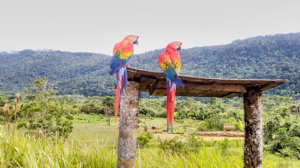 parrots as life partners