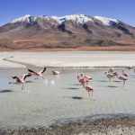 flamingoes bolivia salar de uyuni pictures