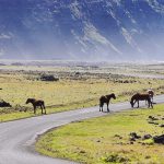 travel tips for chile feature image horses on chilean road