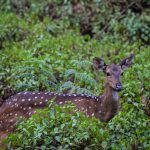 cheetal in br hills sanctuary