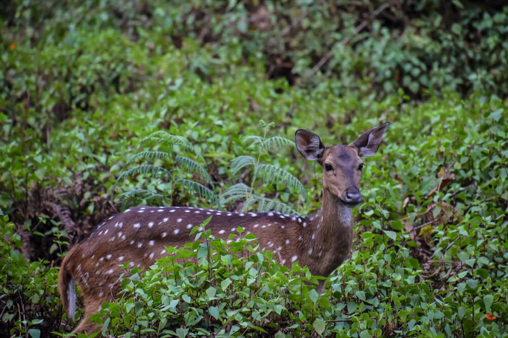 cheetal in br hills sanctuary