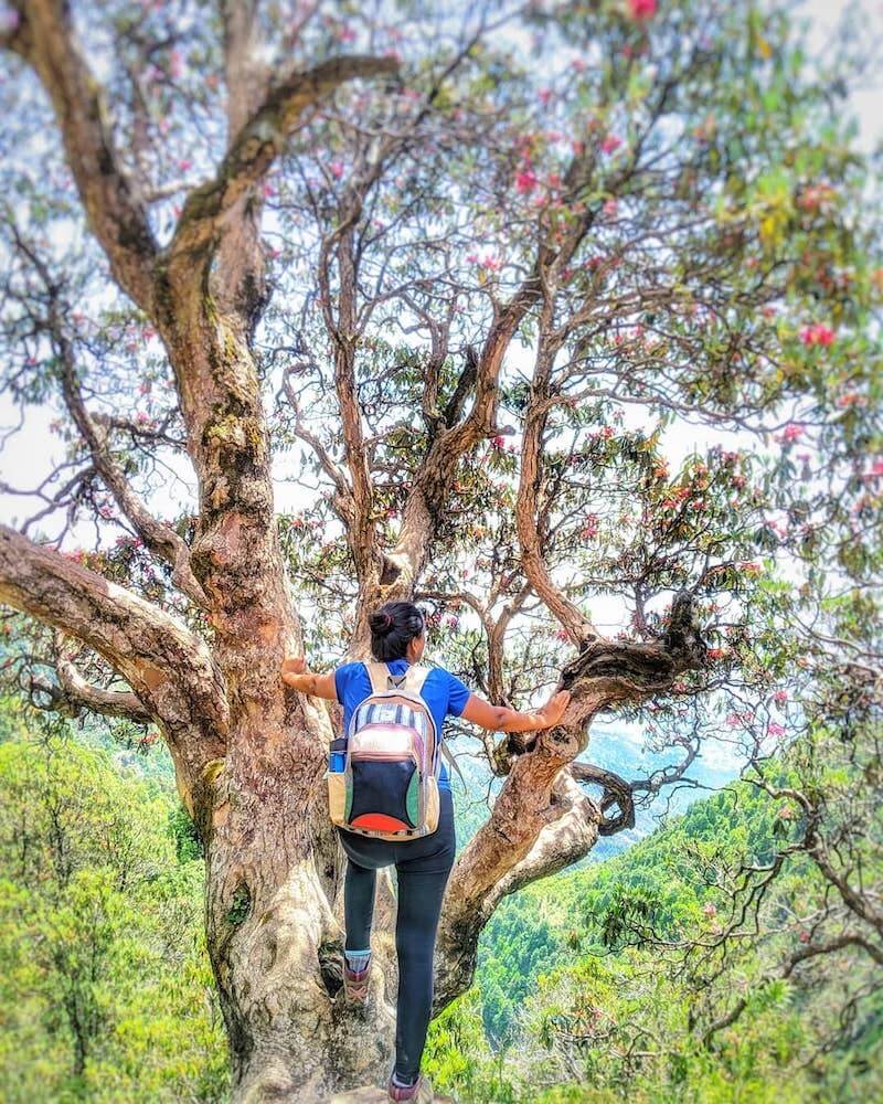 climbing trees in himachal pradesh