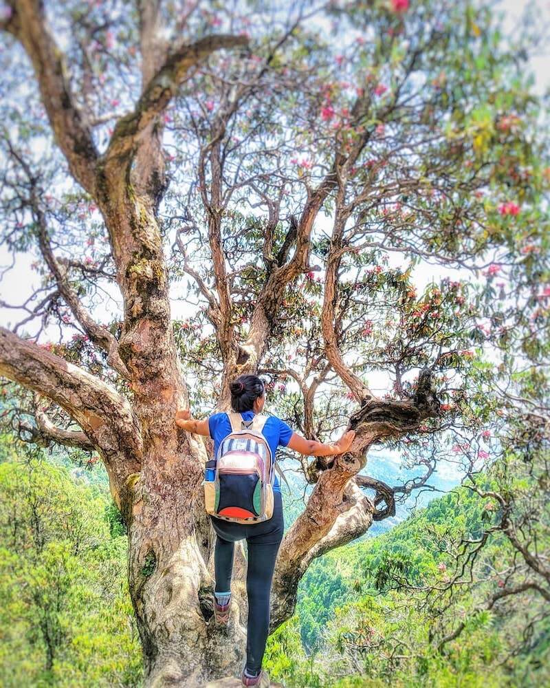 A Definite Guide to Purposeful, Healthy, and Mindful Living 10 climbing trees in himachal pradesh