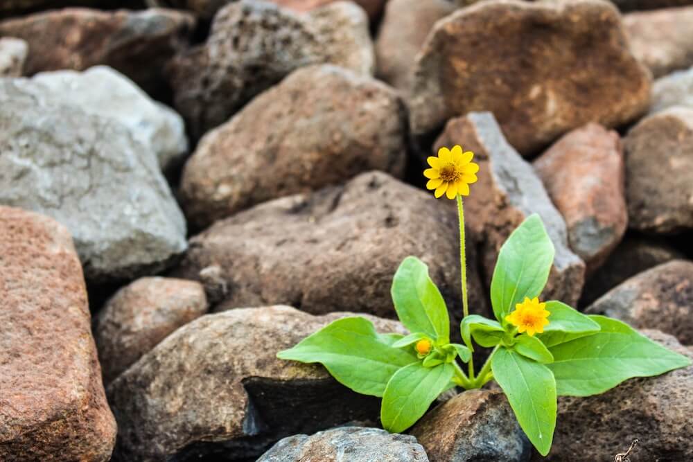 1 / 1 – pexels-nacho-juárez-plat growing happy growth (1).jpg