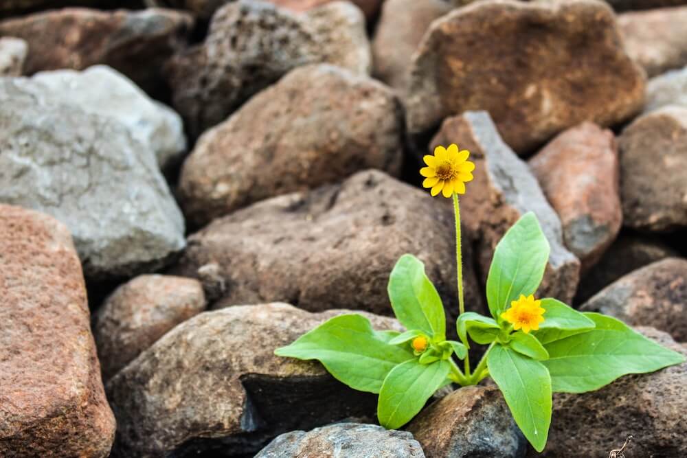 1 / 1 – pexels-nacho-juárez-plat growing happy growth (1).jpg