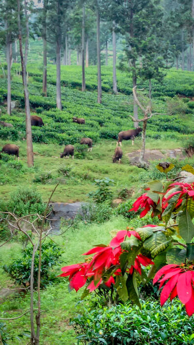 1 / 1 – bison in madava row rooms ooty.jpeg