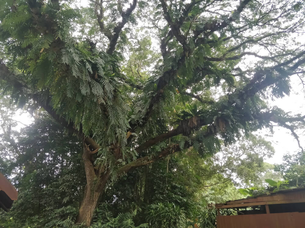 My Journey With Street Food of Malaysia – A Photo Essay 22 trees-in-taman-negara-forest-malaysia.jpg