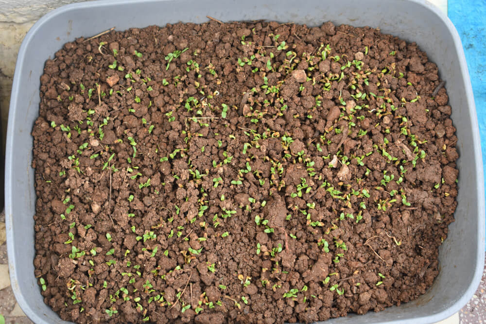 5 Tried and Trusted Online Organic Stores in Bangalore (Farm+Homemade) 15 growing-fruits-and-fenugreek-in-bangalore-2.jpg