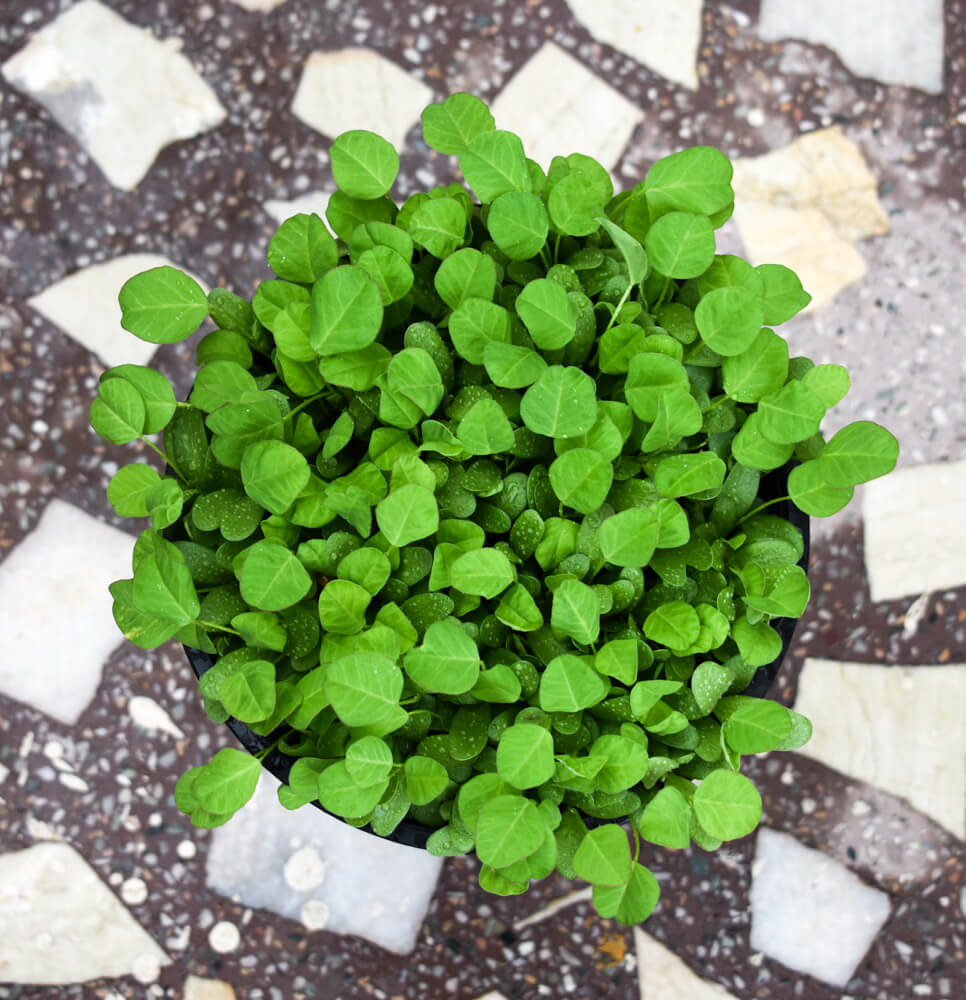 5 Tried and Trusted Online Organic Stores in Bangalore (Farm+Homemade) 3 growing-fruits-and-fenugreek-in-bangalore-3.jpg