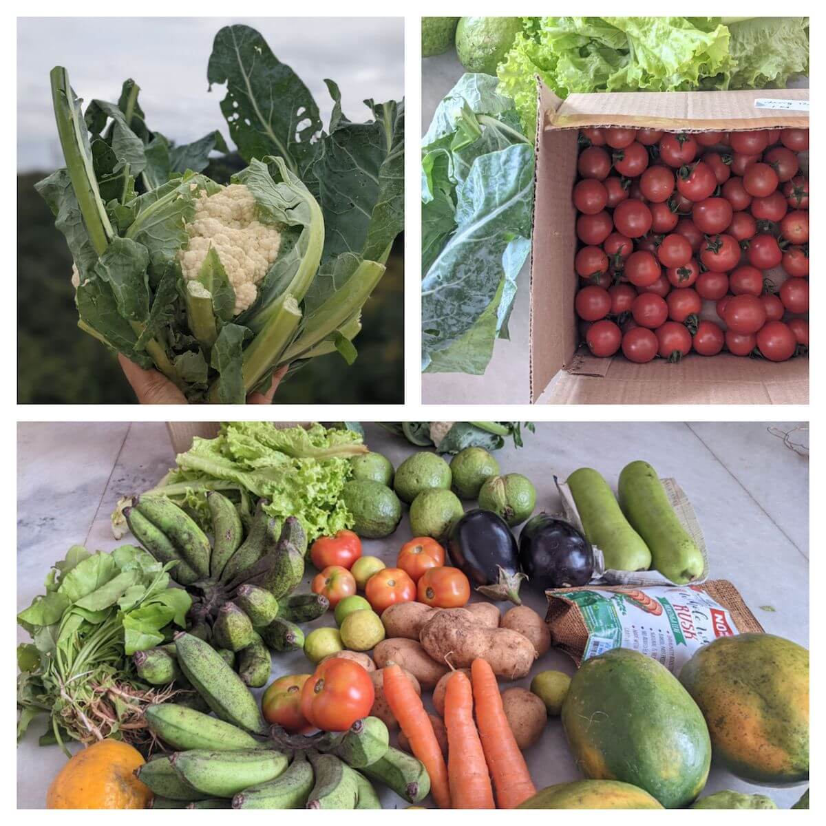 5 Tried and Trusted Online Organic Stores in Bangalore (Farm+Homemade) 7 healthy-organic-vegetables-from-community-farm-bangalore.jpeg
