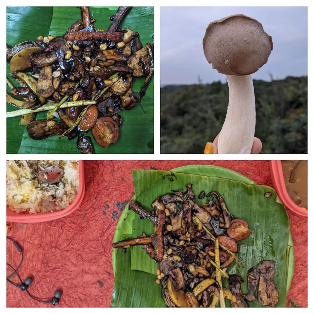 5 Tried and Trusted Online Organic Stores in Bangalore (Farm+Homemade) 11 mushroom-preparation-green-apple.jpeg