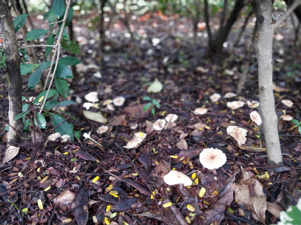 5 Tried and Trusted Online Organic Stores in Bangalore (Farm+Homemade) 2 mushrooms-in-wild.jpg