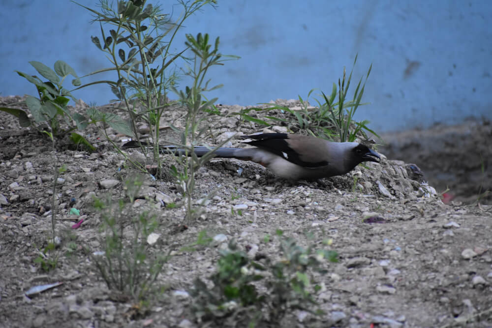 The Pandemic, Start of Our Indefinite Nomadic Journey, Crossing Barricaded Indian State Borders, Collective Helplessness, and Fundraiser Campaigns 6 magpie