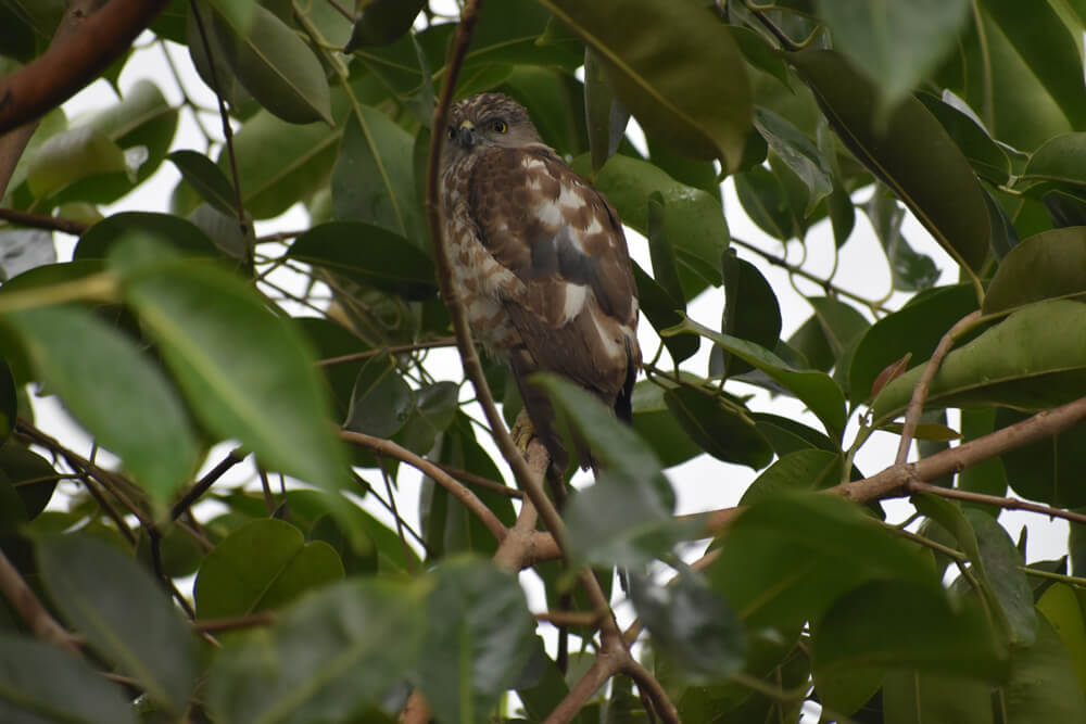 tracing birds at home