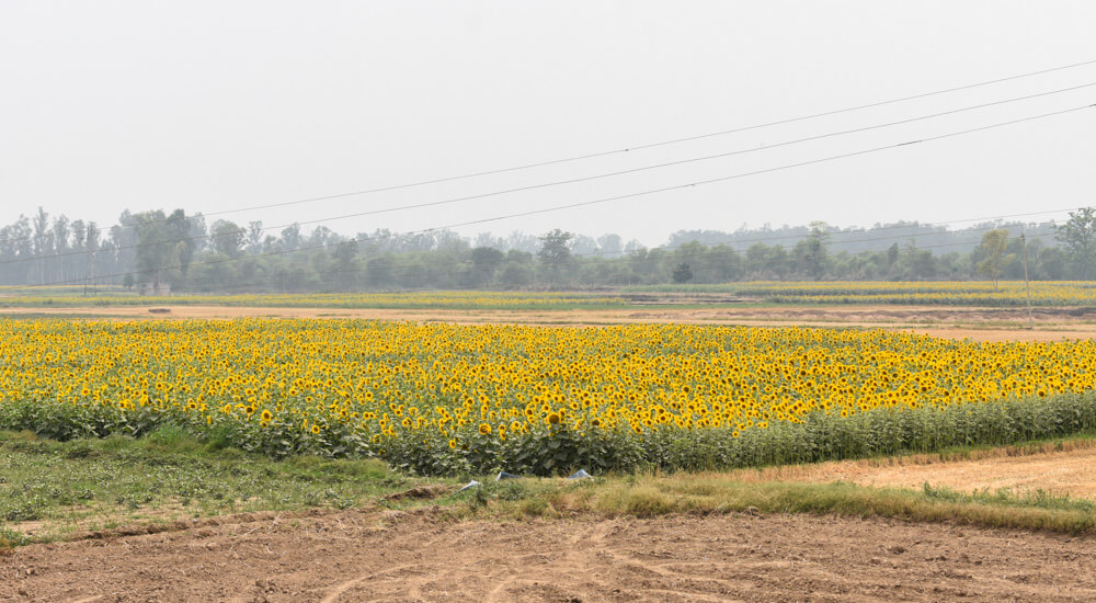 Sunflowers-on-the-way-to-Himachal