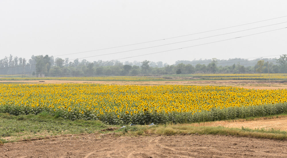 Loitering Around Shakrala (Mehli) Village, Shimla – In Photos 5 Sunflowers-on-the-way-to-Himachal