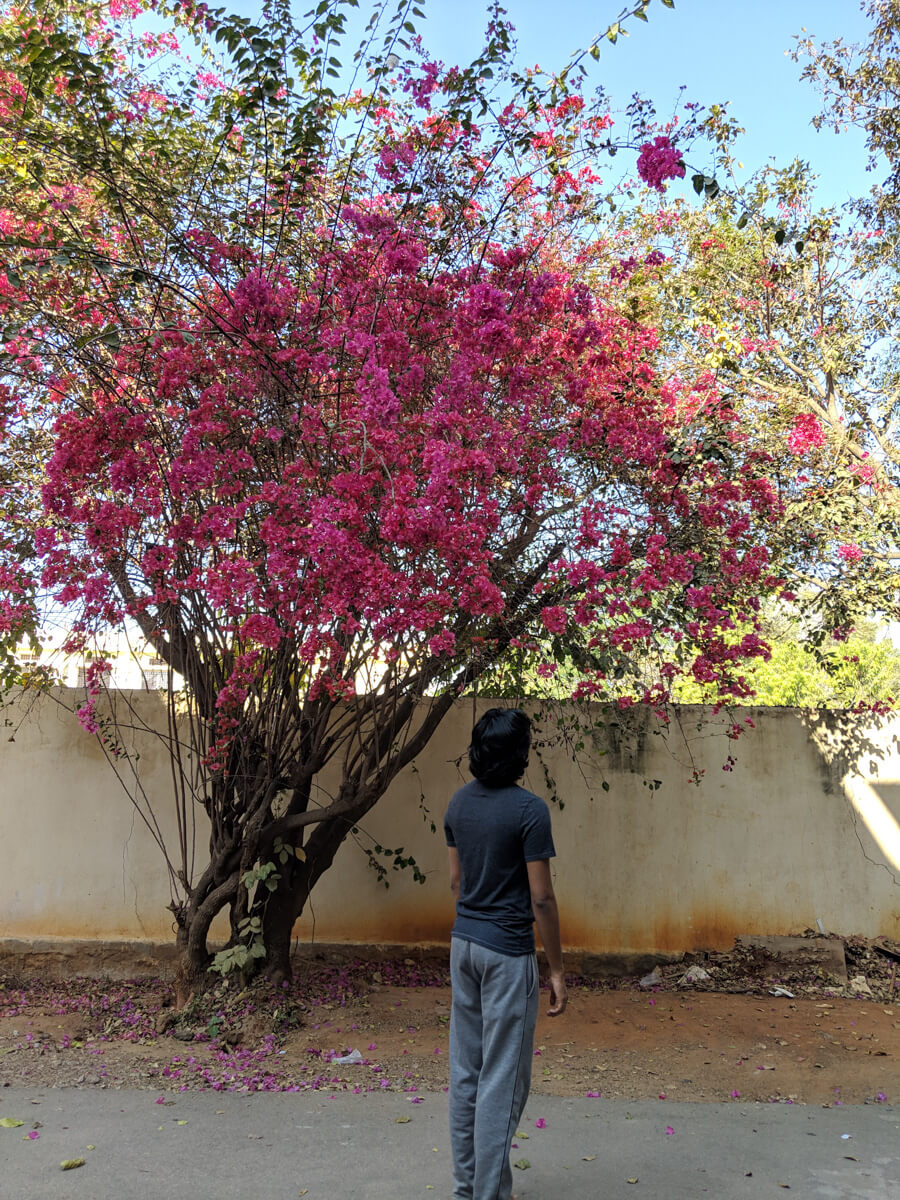 beautiful-bougeinvilleas-of-bangalore-karnataka.jpg