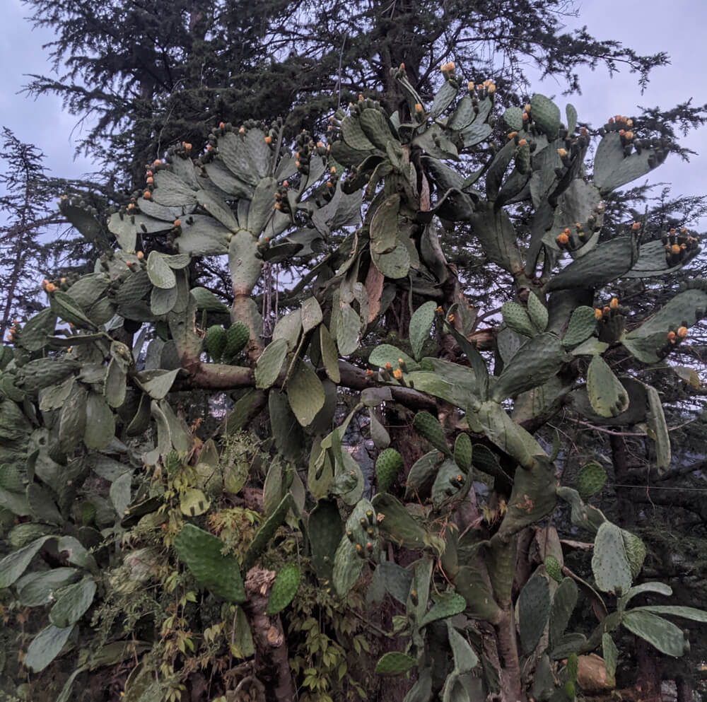 Loitering Around Shakrala (Mehli) Village, Shimla – In Photos 8 giant-cactus-shakrala
