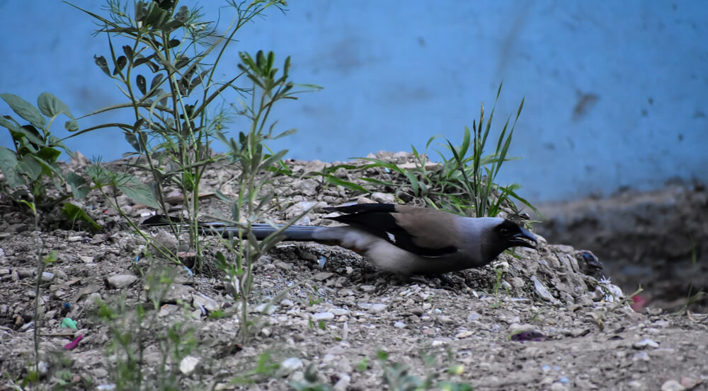 grey himalayan treepie