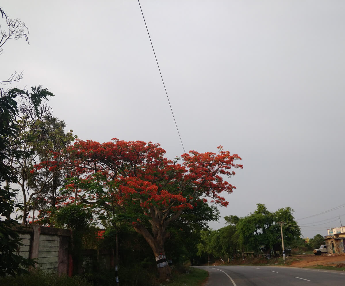 gulmohar-trees-in-bangalore.jpg