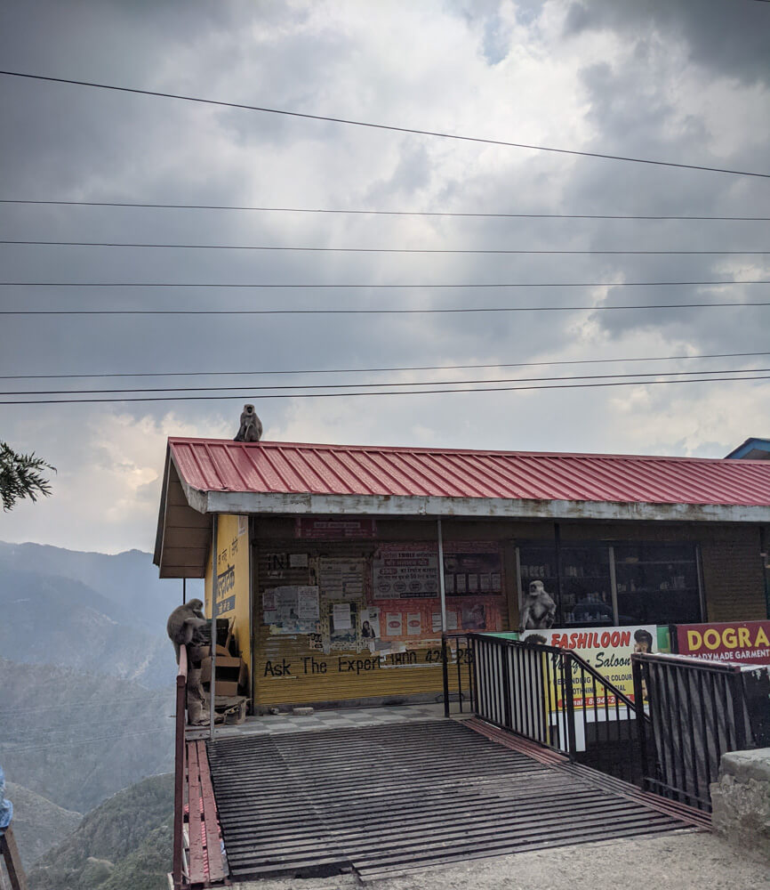 Loitering Around Shakrala (Mehli) Village, Shimla – In Photos 13 langurs-on-shops