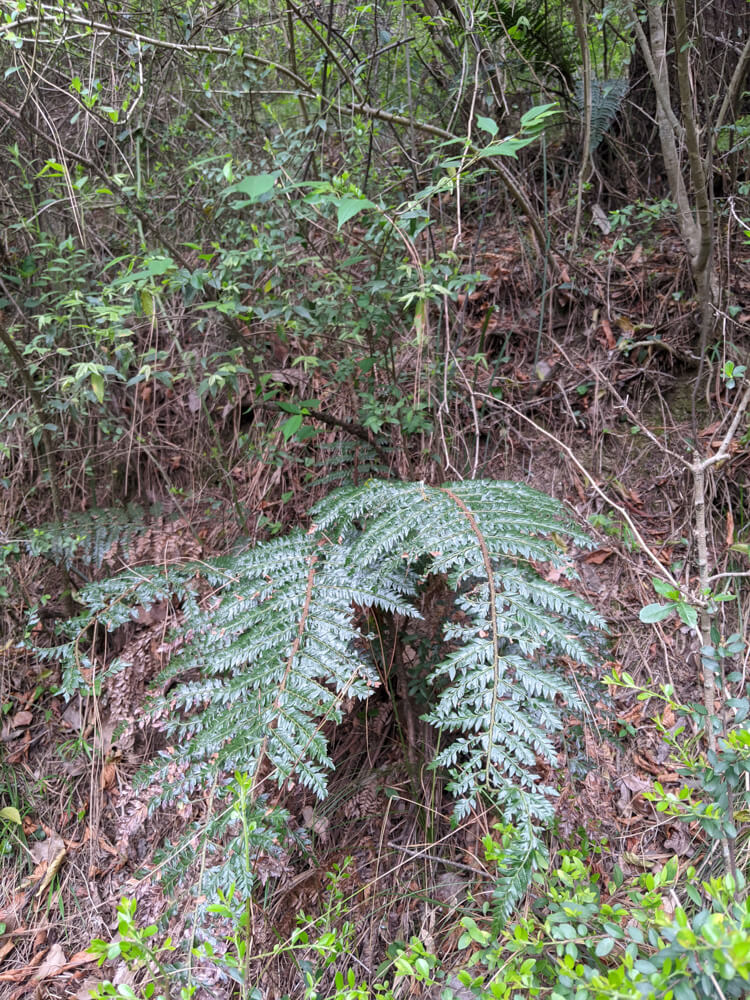 Loitering Around Shakrala (Mehli) Village, Shimla – In Photos 30 lingudi-leaves-fill-the-valley-but-locals-say-only-the-ones-that-grow-in-khadd-are-nice