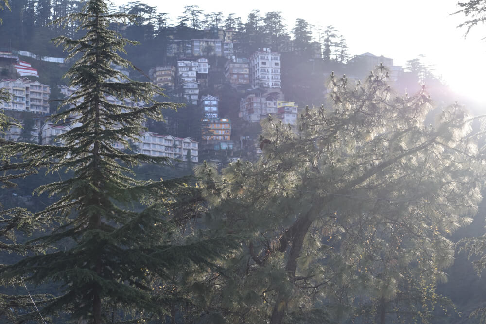Loitering Around Shakrala (Mehli) Village, Shimla – In Photos 51 magical-pine-and-deodar-or-you-can-say-kail-and-cheel