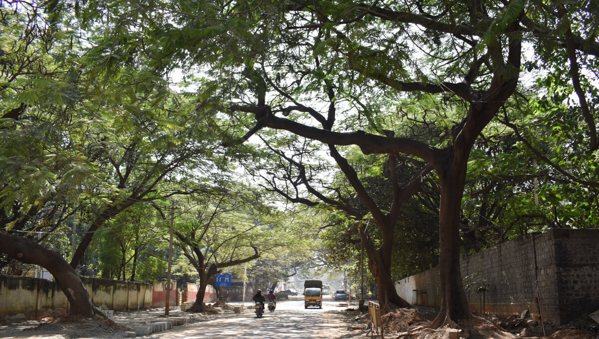 photos-of-bangalore-streets-dense-with-trees.jpg